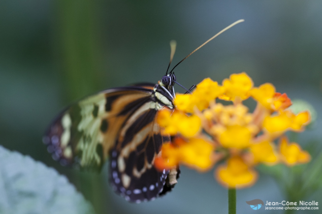 Lyorea halia posé sur une fleur ailes fermées. Papillon présent dans tous le nord de l'Amérique du Sud.